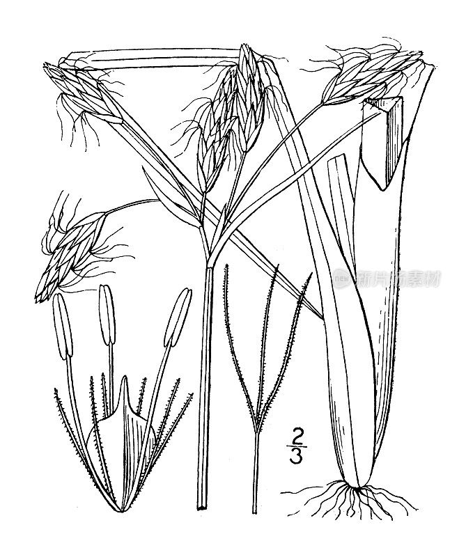 古植物学植物插图:三棱藨草、芦苇