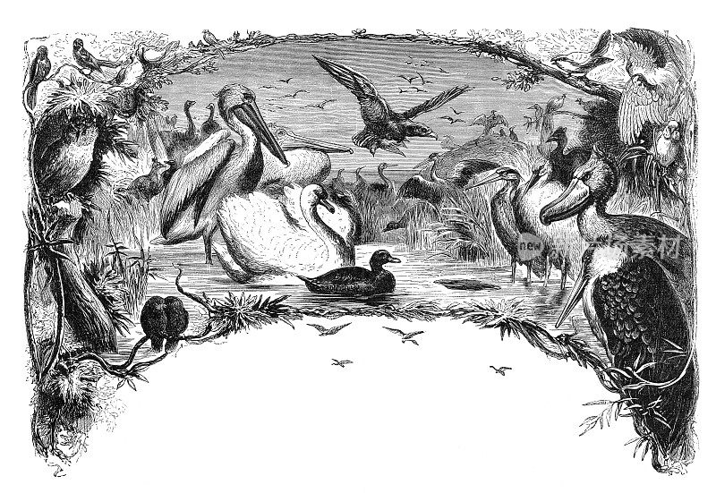 1880年的鸟群雕刻