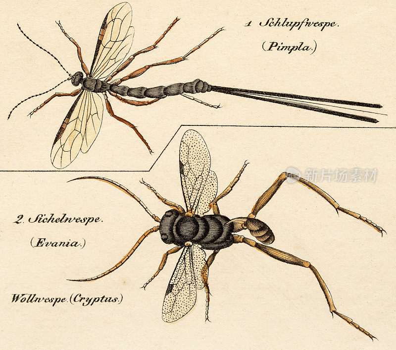寄生蜂，19世纪的科学例证