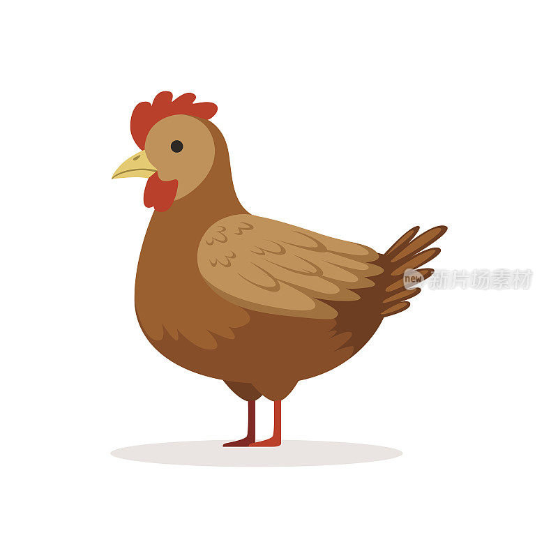 棕色母鸡、家禽育种媒介说明