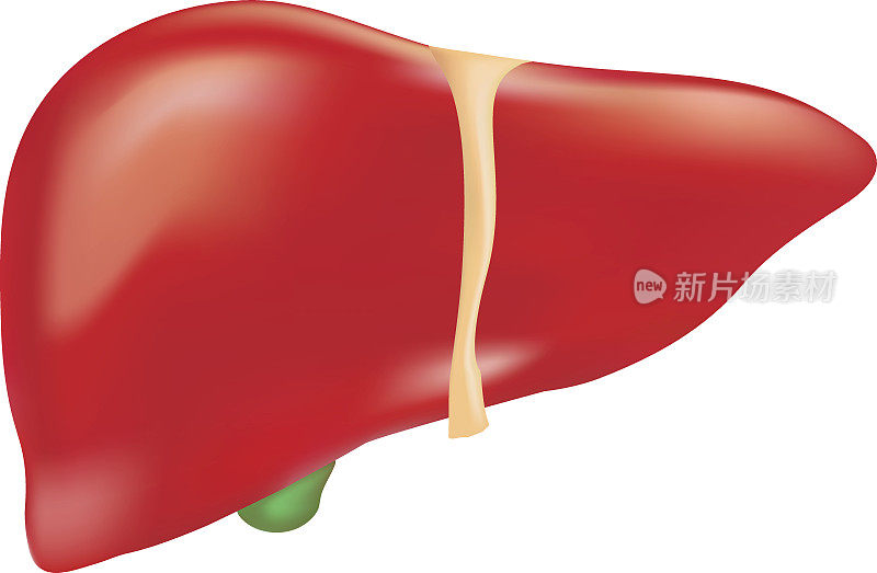在白色背景下分离的人类肝脏解剖。现实的矢量图