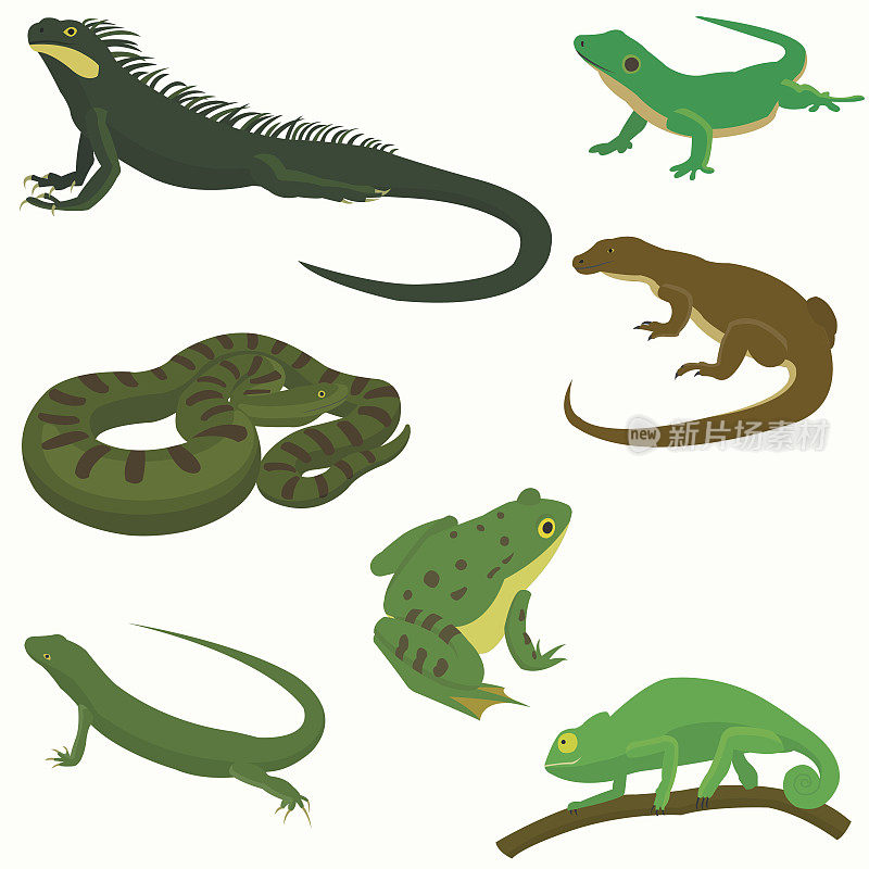 爬行动物和两栖动物装饰设置图标在卡通风格孤立矢量插图