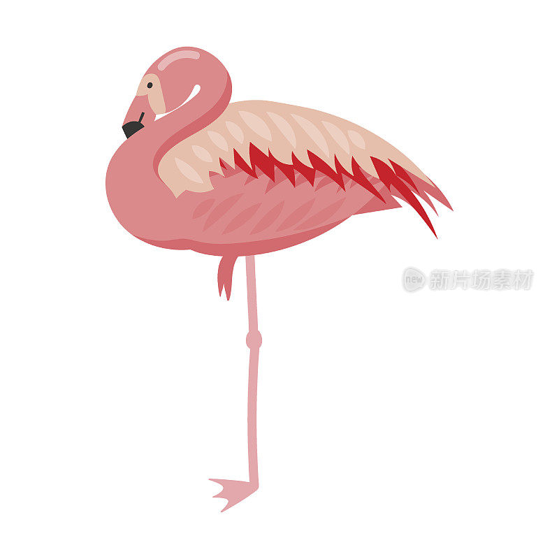 火烈鸟单腿站立休息，卡通矢量插图。粉红色的小鸟飞翔、站立、进食、表达爱意。假期,野生动物