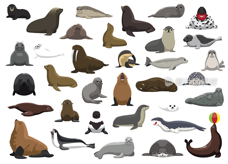 动物海豹海狮海象人物卡通矢量