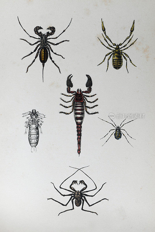 蜘蛛昆虫收藏-老式彩色插图