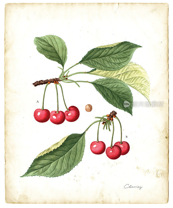 樱桃水果插图1819