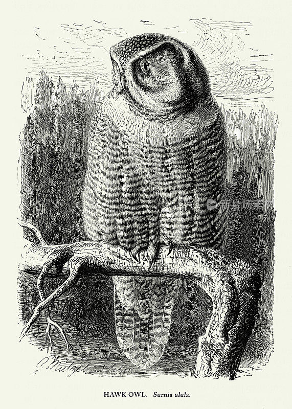 美国古董雕刻，鹰、猫头鹰、鸟:自然历史，1885年