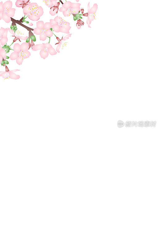 矢量插图的三维樱花与白色背景上的梯度。明信片大小，竖版。
