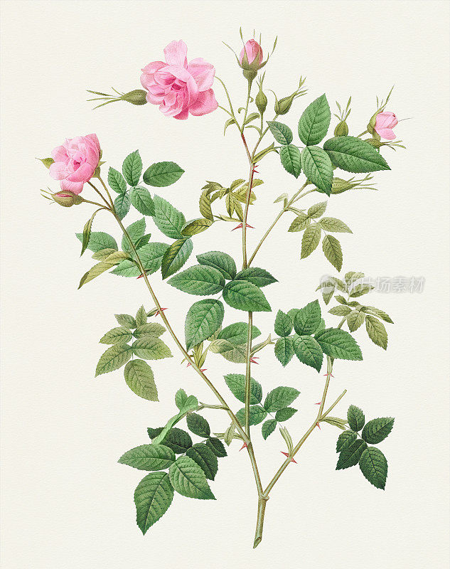 复古玫瑰。皮埃尔·约瑟夫·雷奥多斯摄于1821年的植物插图