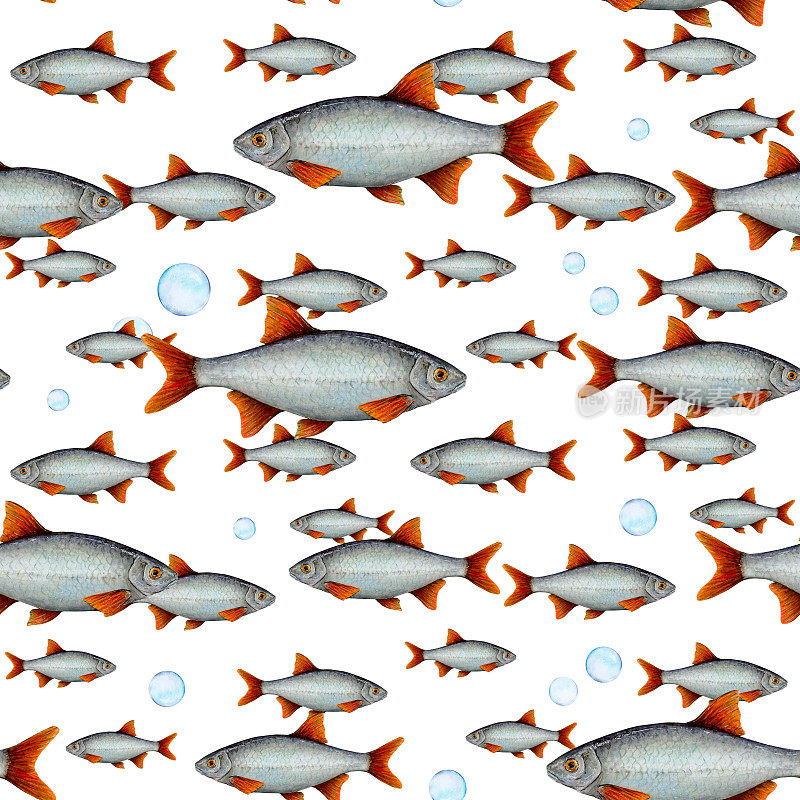 水彩画图案的鱼与不同大小的红色鳍和气泡在白色的背景。手绘壁纸，标志，横幅，图标，卡片，传单，纺织品，明信片，包装纸，贴纸，壁纸