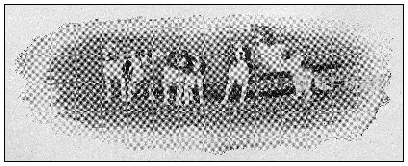 1897年的运动和消遣:小猎犬