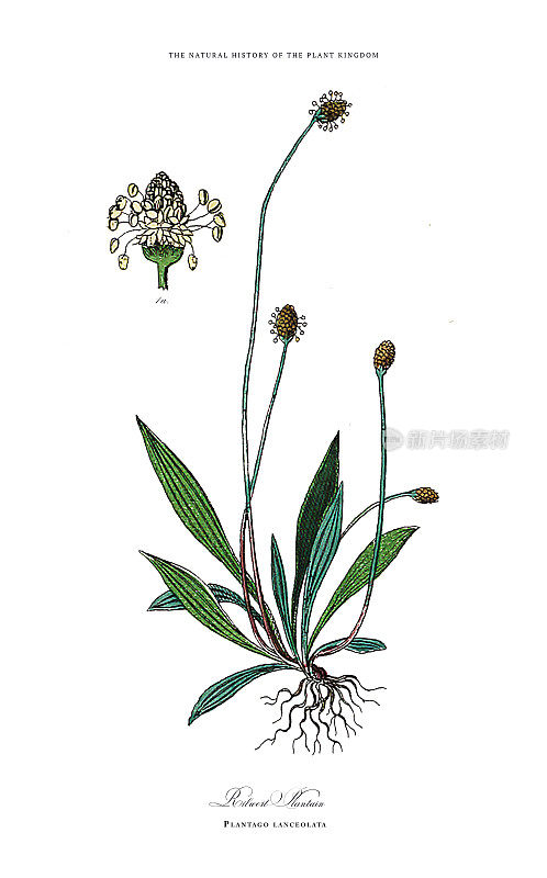 开花植物，植物王国，维多利亚植物插图，大约1853年