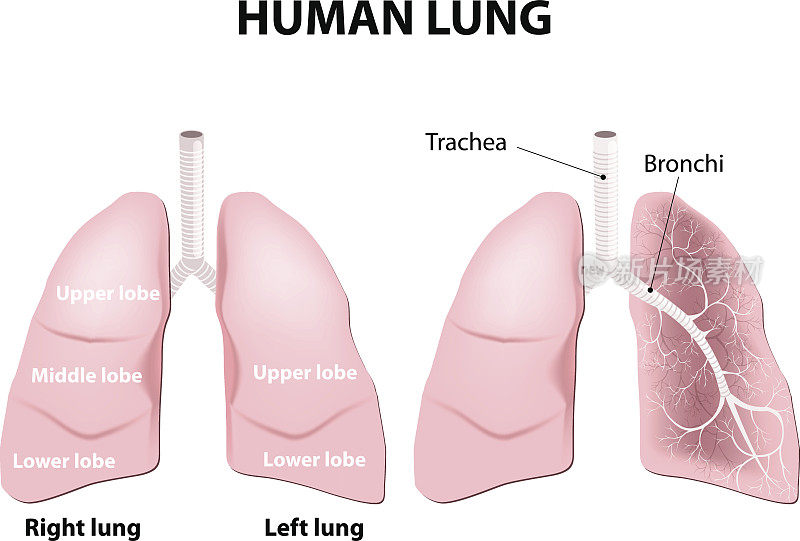 人体肺的解剖