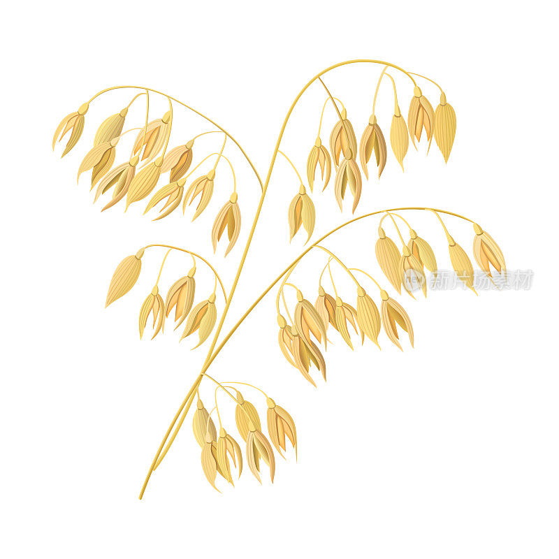 小麦的耳朵,大麦。谷物3d图标向量。谷物和耳朵。收获的时候播种和种植