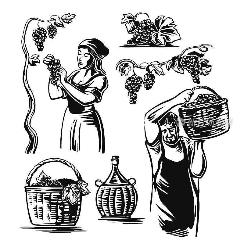 男男女女在葡萄园里收获葡萄