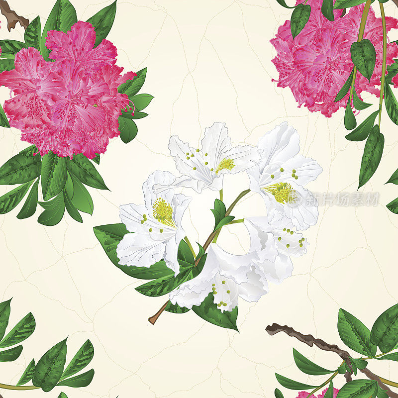 无缝纹理的花，白色和粉红色的杜鹃花，嫩枝，山地灌木，复古手绘矢量
