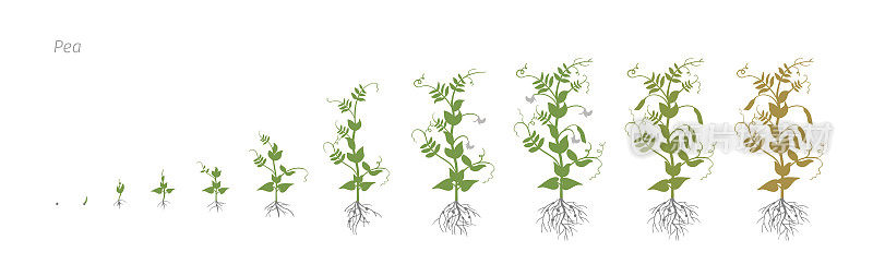 豌豆栽培农业生长阶段载体插图