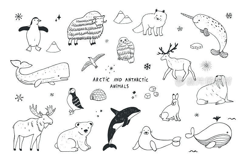 极地和南极的漫画动物插图集