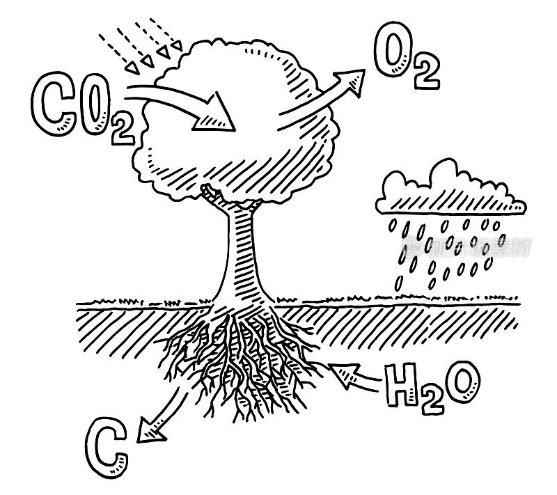 树木二氧化碳吸收信息图绘制