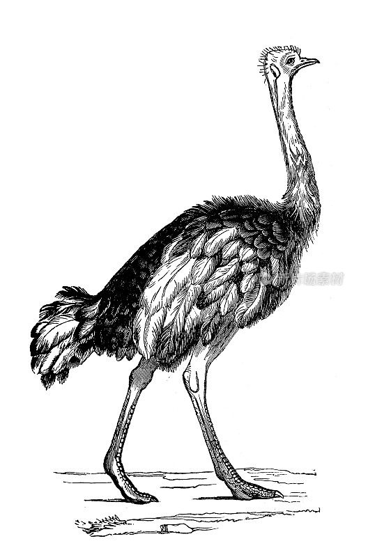 古董动物插图:鸵鸟