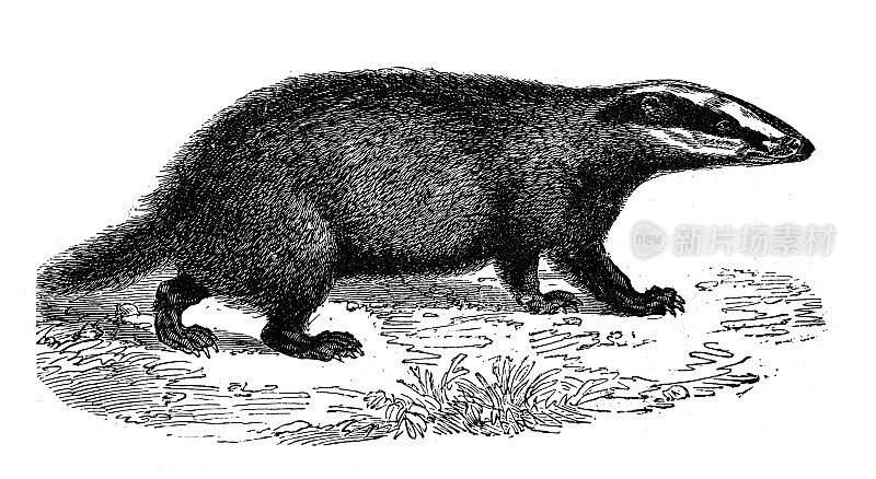 古董动物插画:欧洲獾(梅莱斯梅莱斯)