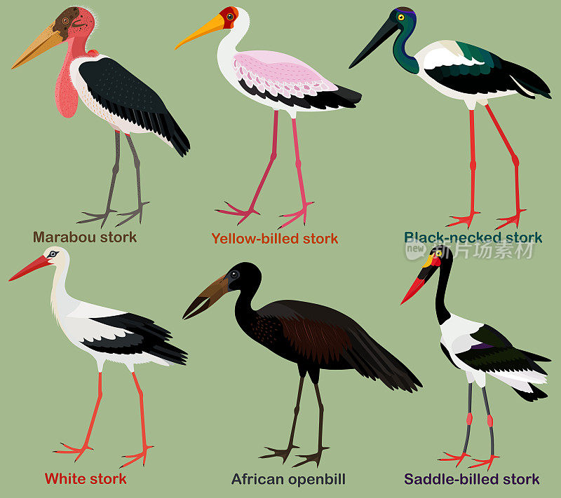 可爱的涉水鸟矢量插图，黑颈鹤，黄嘴，鞍嘴，非洲开嘴，鹳，白鹳