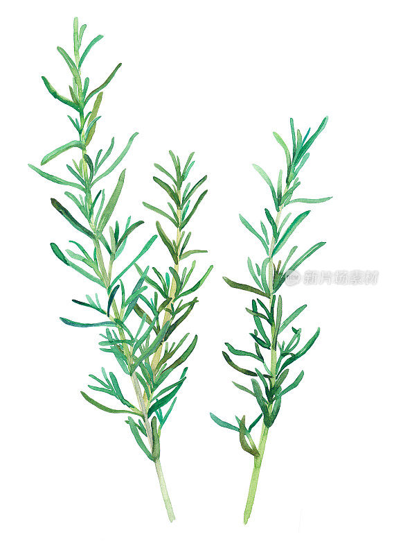 草本植物:迷迭香水彩画