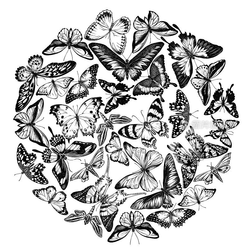 圆形图案有黑白大桔尖，翠绿色燕尾蝶，丛林女王，普通老虎，布鲁克王的鸟翅，凤蝶，燕尾蝶