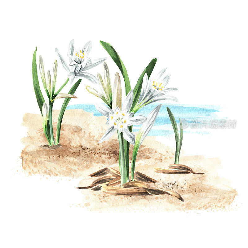 海水仙，海水仙花或百合植物在沙滩上以海为背景。手绘水彩插图，孤立的白色背景