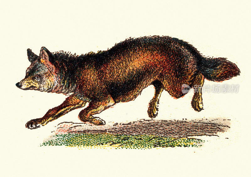 豺狼，食肉动物，野生动物，复古插图