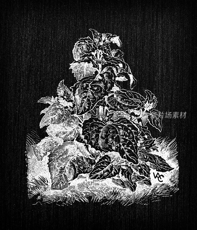 植物学蔬菜植物仿古雕刻插画:三叶堇(Orache)