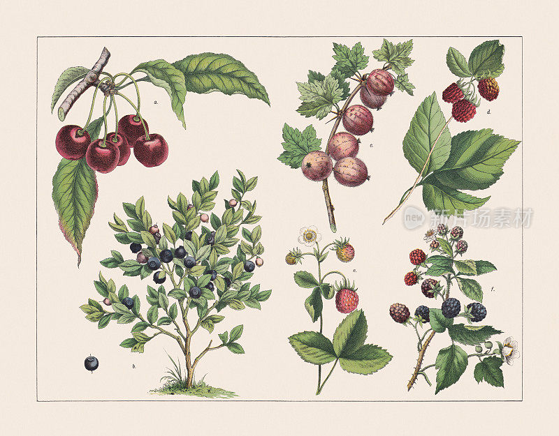 各种植物(蔷薇科，金合欢科，金合欢科，蔷薇科):，彩色石刻，出版于1891年