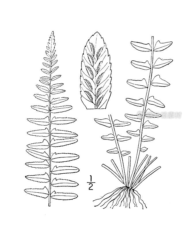 古植物学植物图例:山扁豆、乌木铁矾