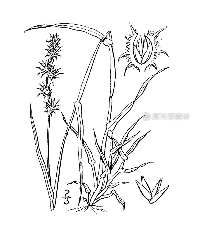 古植物学植物插图:蒺藜，刺草，刺猬草