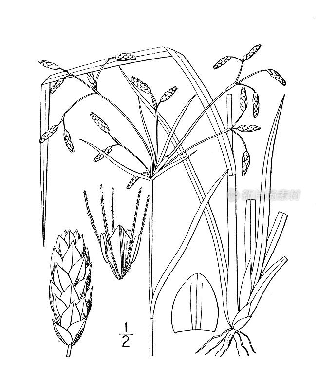 古植物学植物插图:三棱藨草、芦苇