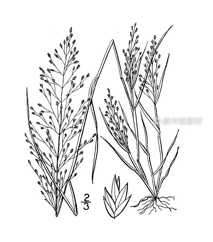 古董植物学植物插图:画眉草，弗兰克的画眉草