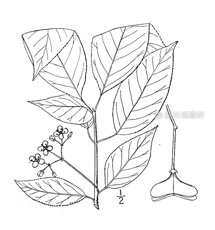 古植物学植物插图:卫矛，燃烧灌木