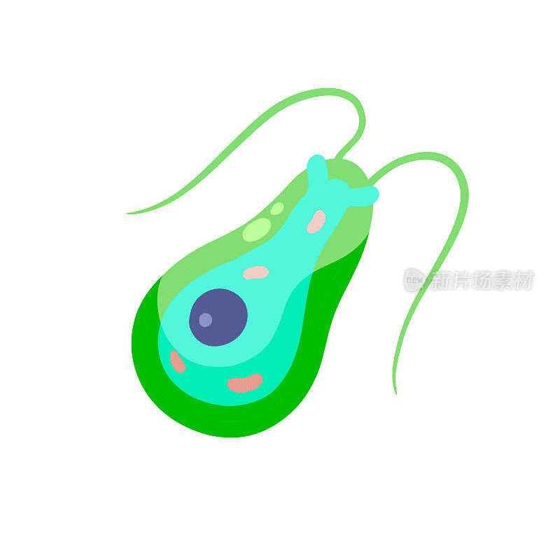 衣藻浮游生物。小的单细胞绿色动物，有触角和鞭毛。