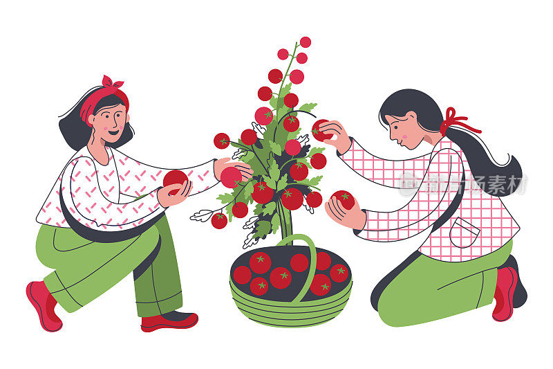 年轻女子采摘成熟的西红柿。收获蔬菜的农业工人。