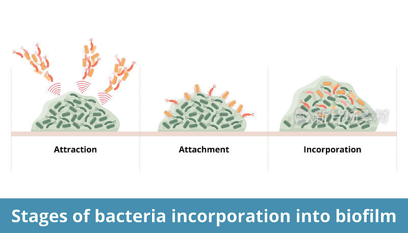 细菌融入生物膜的阶段