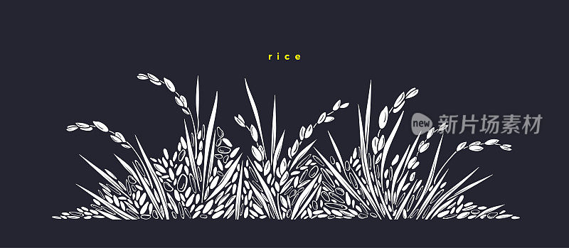 稻田,印度香米。白色野生谷物矢量水稻