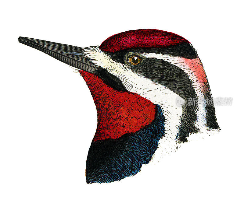 红枕木鸟头水彩画平版1874年