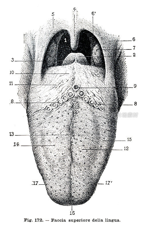 舌头的上部――1899年的解剖雕刻