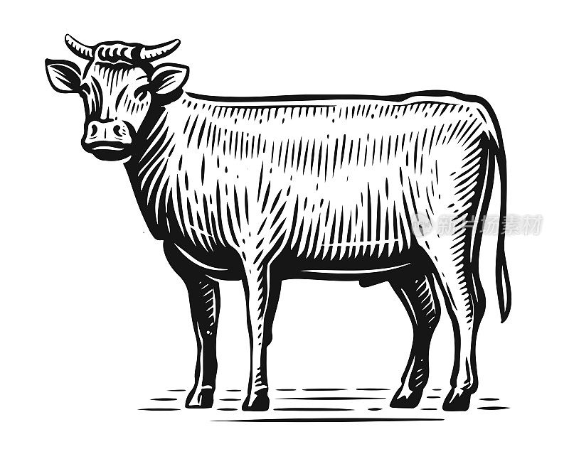 公牛全身站立，侧面素描风格。手绘农场动物古董矢量插图
