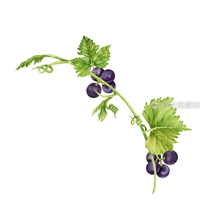 葡萄枝紫色的葡萄，绿色的叶子和卷须孤立在白色背景。手绘水彩插图