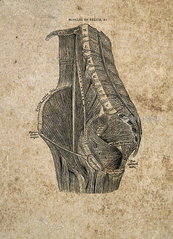 骨盆肌肉，解剖学，古典生物医学插图，维多利亚解剖图，19世纪。