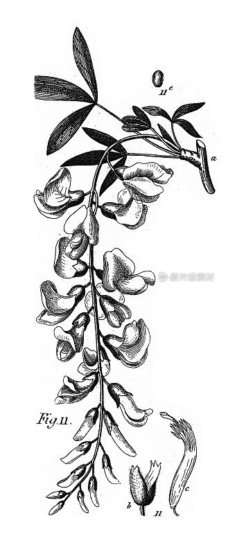 芸豆、莱瑟鲁姆和罗萨莱斯顺序雕刻古董插图代表，1851年出版