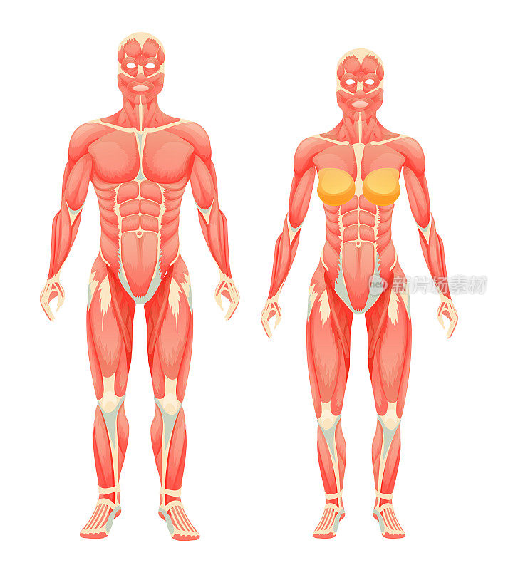 男女人体的解剖结构，肌肉系统。