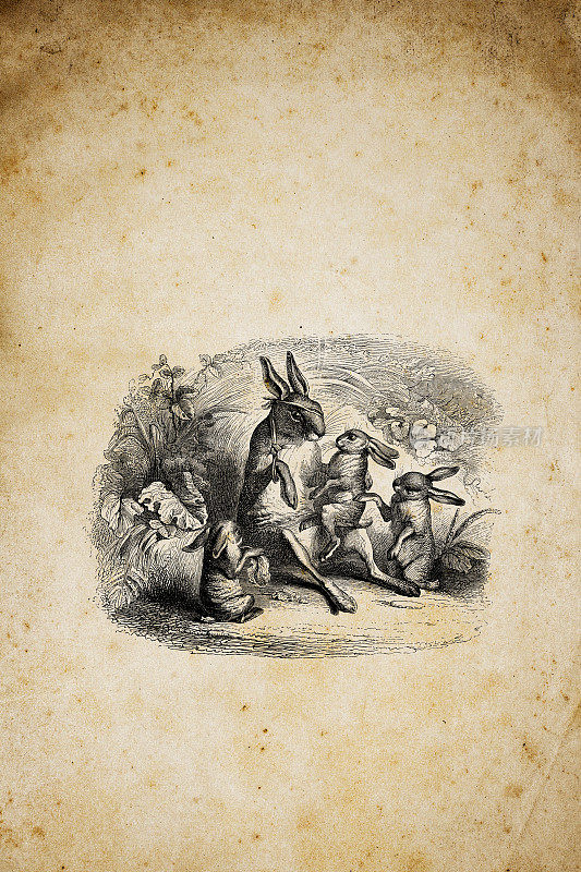 人性化动物插图:野兔家族