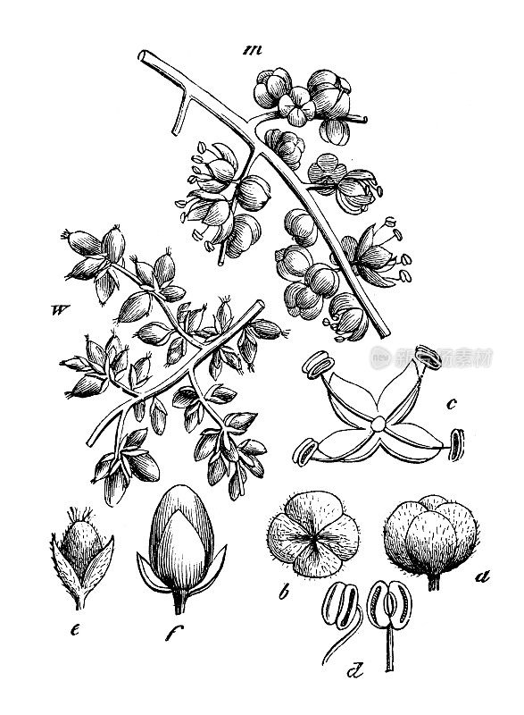 古董植物学插图:荨麻，一年生荨麻